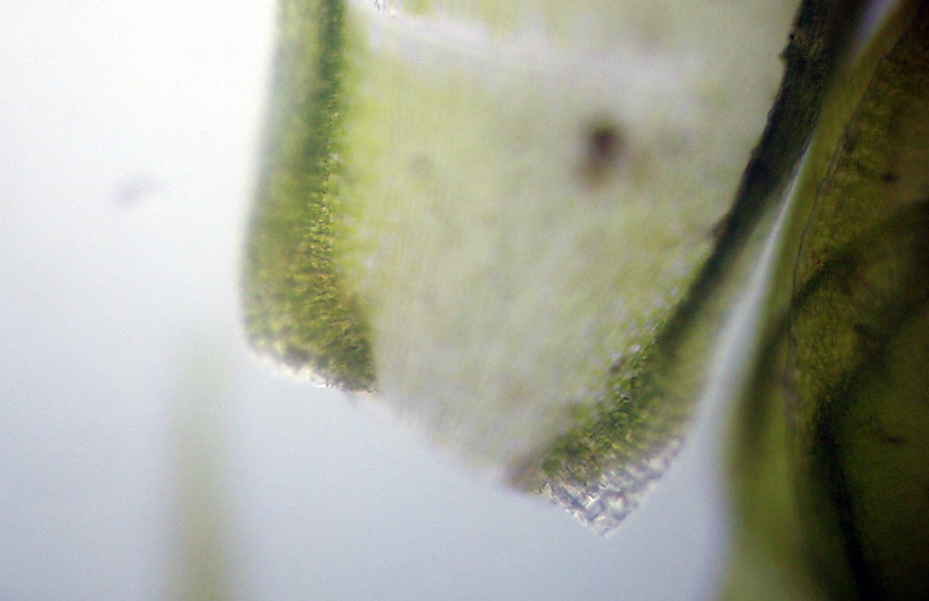 Muschi identificati con Dryades?